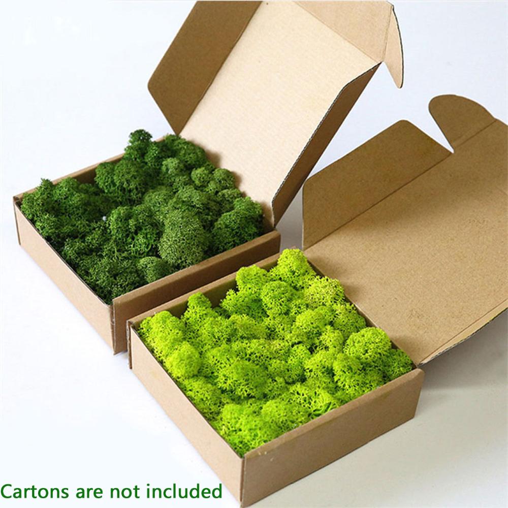 Sphagnum Moss Dry - Yapay bitki ebedi hayat Moss bahçe