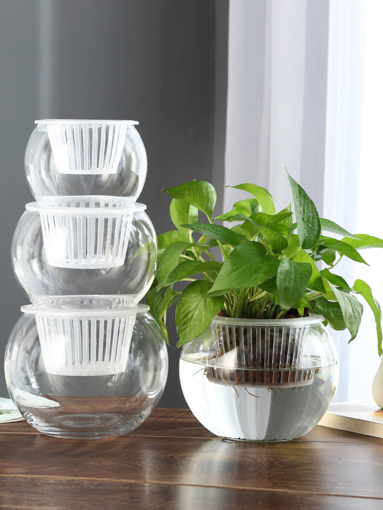 Propagation Station Vase - Hidroponik Cam Vazo, Cam Yeşil Dereotu