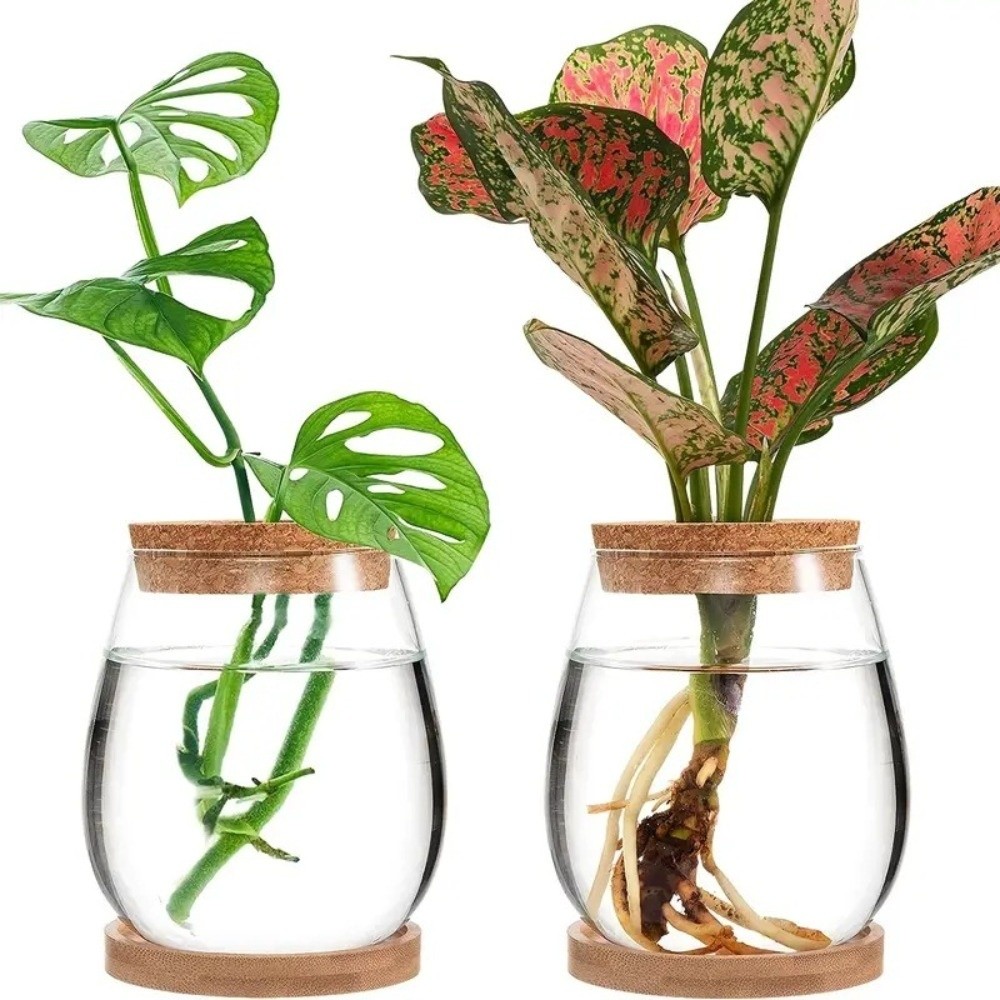 Şeffaf Hidroponik Saksı, Ahşap - Propagation Station Vase incelemesi ve fiyatı