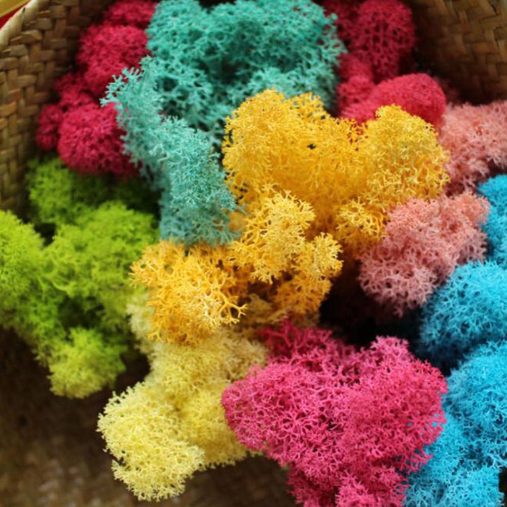 Yapay bitki ebedi hayat Moss b - Sphagnum Moss Dry incelemesi ve fiyatı