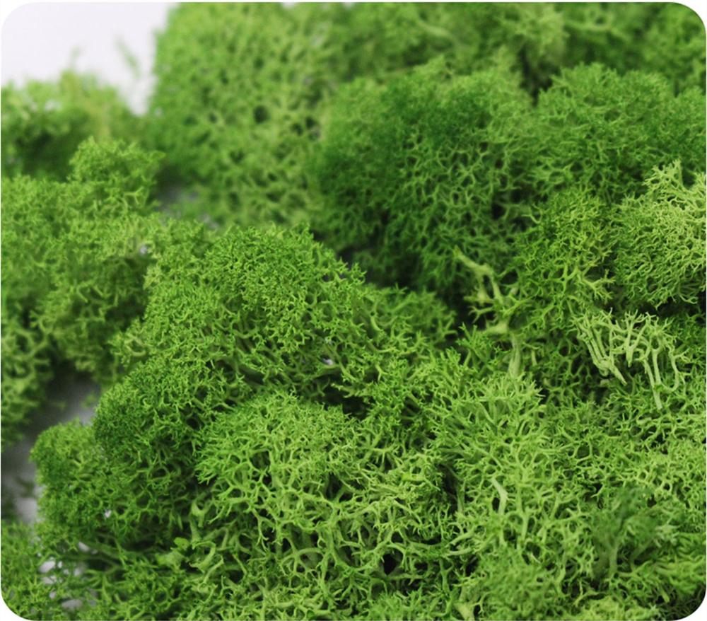 Yapay bitki ebedi hayat Moss b - Sphagnum Moss Dry incelemesi ve fiyatı